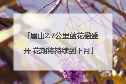 眉山2.7公里蓝花楹盛开 花期将持续到下月
