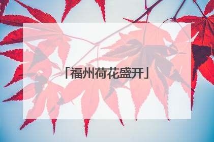 福州荷花盛开