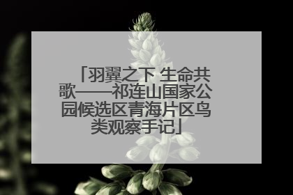 羽翼之下 生命共歌——祁连山国家公园候选区青海片区鸟类观察手记