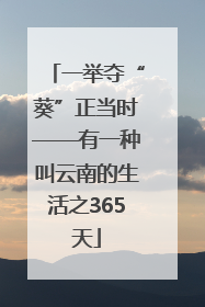 一举夺“葵”正当时——有一种叫云南的生活之365天