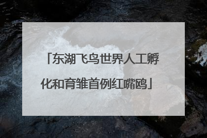 东湖飞鸟世界人工孵化和育雏首例红嘴鸥
