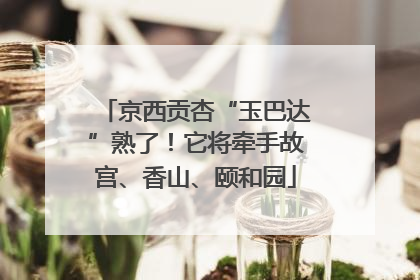 京西贡杏“玉巴达”熟了！它将牵手故宫、香山、颐和园