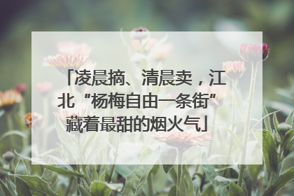 凌晨摘、清晨卖，江北“杨梅自由一条街”藏着最甜的烟火气