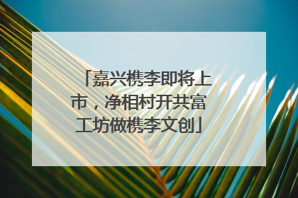 嘉兴槜李即将上市，净相村开共富工坊做槜李文创