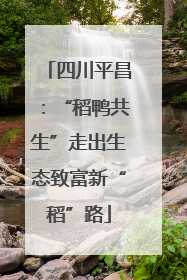 四川平昌：“稻鸭共生”走出生态致富新“稻”路