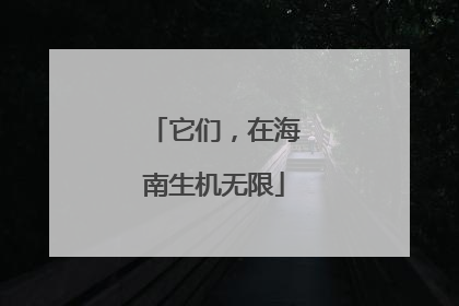 它们，在海南生机无限