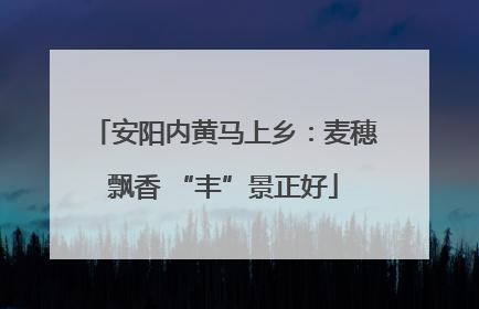 安阳内黄马上乡：麦穗飘香 “丰”景正好