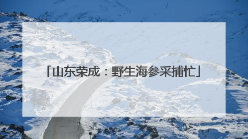 山东荣成：野生海参采捕忙