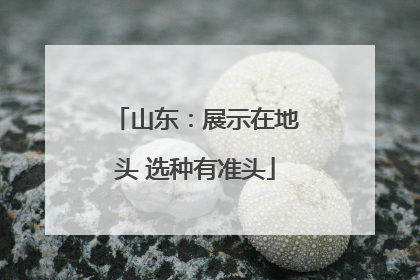 山东：展示在地头 选种有准头