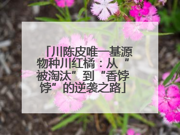 川陈皮唯一基源物种川红橘：从“被淘汰”到“香饽饽”的逆袭之路