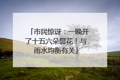 市民惊讶：一晚开了十五六朵昙花！与雨水均衡有关