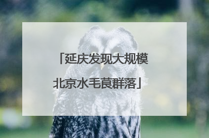 延庆发现大规模北京水毛茛群落