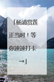 杨浦赏莲正当时！等你速速打卡→