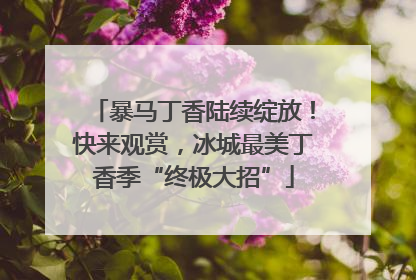 暴马丁香陆续绽放！快来观赏，冰城最美丁香季“终极大招”