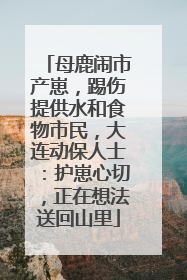 母鹿闹市产崽，踢伤提供水和食物市民，大连动保人士：护崽心切，正在想法送回山里