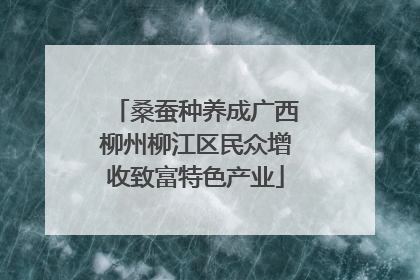 桑蚕种养成广西柳州柳江区民众增收致富特色产业