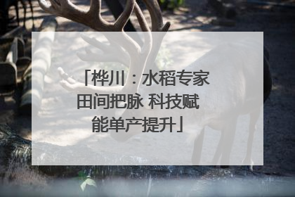 桦川：水稻专家田间把脉 科技赋能单产提升