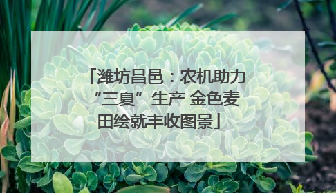 潍坊昌邑：农机助力“三夏”生产 金色麦田绘就丰收图景