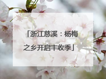 浙江慈溪：杨梅之乡开启丰收季