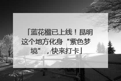 蓝花楹已上线！昆明这个地方化身“紫色梦境”，快来打卡