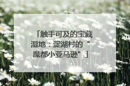 触手可及的宝藏湿地：淀湖村的“魔都小亚马逊”
