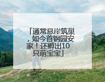通常悬崖筑巢，如今首钢园安家！还孵出10只萌宝宝