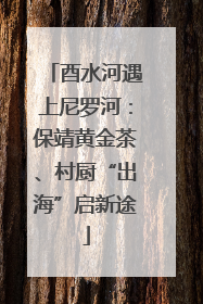 酉水河遇上尼罗河：保靖黄金茶、村厨“出海”启新途