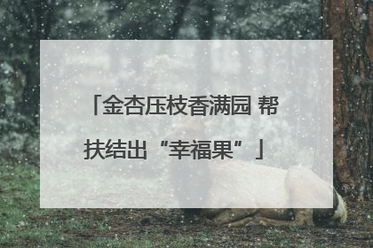 金杏压枝香满园 帮扶结出“幸福果”