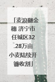 麦浪翻金穗 济宁市任城区32.28万亩小麦陆续开镰收割