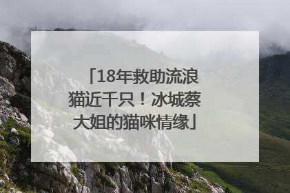 18年救助流浪猫近千只！冰城蔡大姐的猫咪情缘