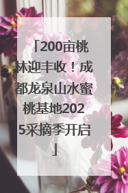 200亩桃林迎丰收！成都龙泉山水蜜桃基地2025采摘季开启
