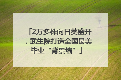 2万多株向日葵盛开，武生院打造全国最美毕业“背景墙”
