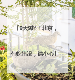 9天9起！北京，有蛇出没，请小心